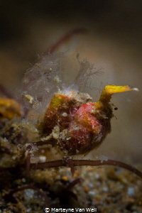 Believe it to be a needle finger shrimp but would welcome... by Marteyne Van Well 